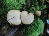 Suillus weaverae image