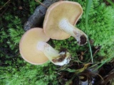 Suillus weaverae image