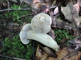 Retiboletus griseus image