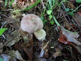 Tylopilus rubrobrunneus image