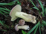 Tylopilus rubrobrunneus image