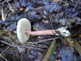 Austroboletus gracilis image