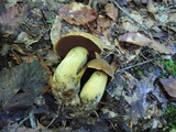 Boletus vermiculosoides image