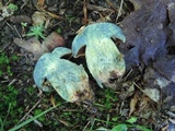 Boletus vermiculosoides image
