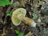 Xanthoconium affine image