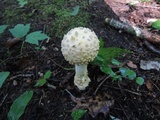 Amanita chrysoblema image