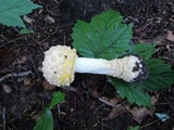 Amanita chrysoblema image