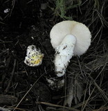 Amanita aprica image