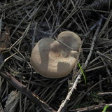 Clitocybe squamulosa image