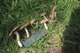 Stropharia coronilla image