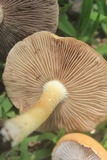 Stropharia coronilla image