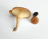 Clitocybe squamulosa image