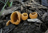 Geopyxis carbonaria image