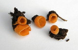 Geopyxis carbonaria image