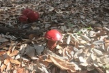 Butyriboletus frostii image