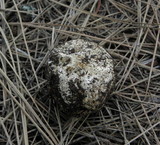 Hymenogaster sublilacinus image