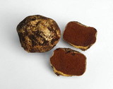 Hymenogaster sublilacinus image