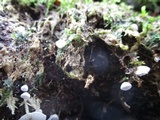 Rimbachia bryophila image