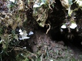 Rimbachia bryophila image