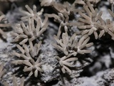 Arcyria cinerea image