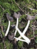 Helvella compressa image