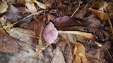 Gymnopus iocephalus image
