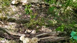 Megacollybia rodmanii image