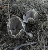 Sarcosphaera coronaria image