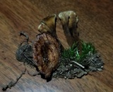 Coltricia cinnamomea image