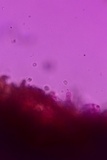 Coltricia cinnamomea image