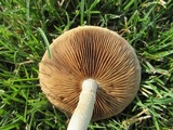 Agrocybe molesta image