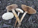 Agrocybe molesta image
