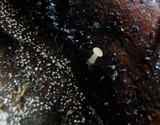 Strobilurus diminutivus image