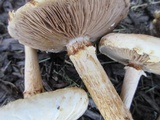 Agrocybe molesta image