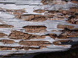 Tyromyces amarus image