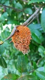 Gymnosporangium clavipes image
