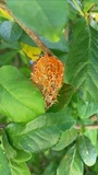 Gymnosporangium clavipes image