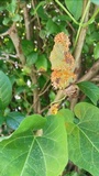 Gymnosporangium clavipes image