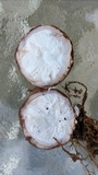 Radiigera cinnamomea image