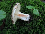 Russula dissimulans image