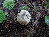 Russula dissimulans image