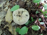 Lactarius argillaceifolius image
