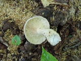 Lactarius argillaceifolius image