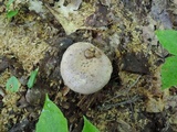 Lactarius argillaceifolius image