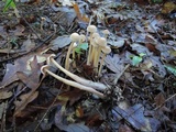Gymnopus confluens image