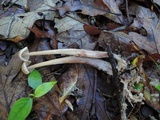 Gymnopus confluens image