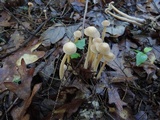 Gymnopus confluens image