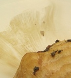 Lactarius psammicola image