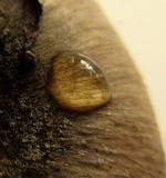 Russula pulverulenta image