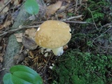 Xanthoconium affine image